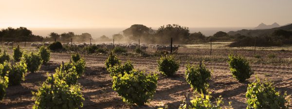 Cape of Good Hope – Meridian Wine Merchants