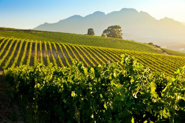 Stellenbosch Vineyards – Meridian Wine Merchants