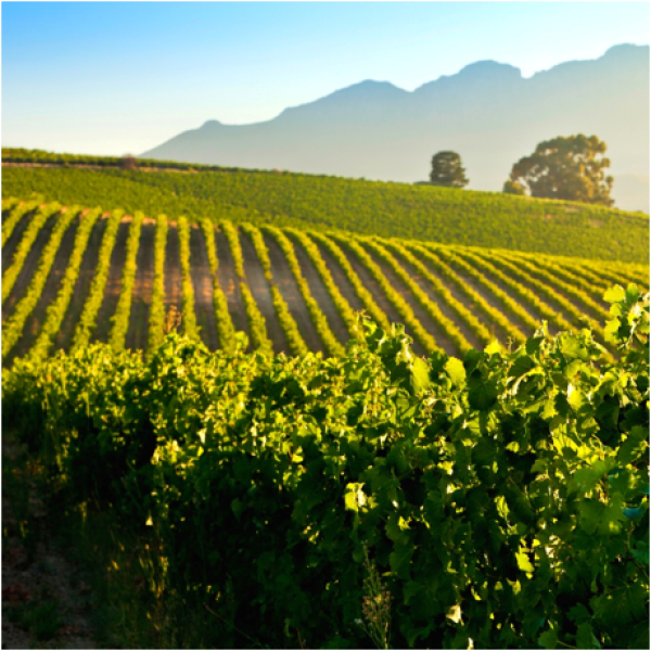 Stellenbosch Vineyards awarded Carbon Hero status – Meridian Wine Merchants